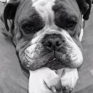 Meet your Posher, Brandy